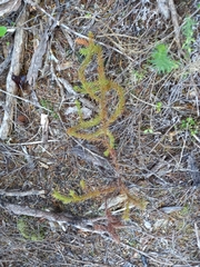 Dacrydium cupressinum
