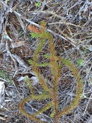 Dacrydium cupressinum