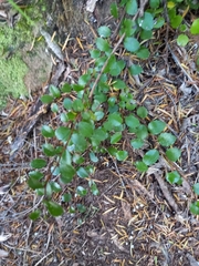 Gaultheria antipoda