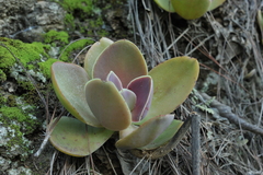 Gibbiflorae