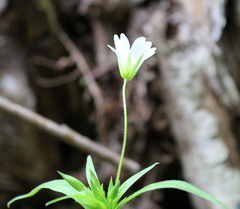Cerastium holosteum