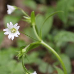 Cerastium holosteum