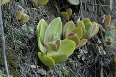 Gibbiflorae