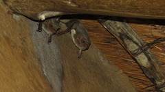 Taphozous mauritianus