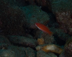 Paracheilinus flavianalis