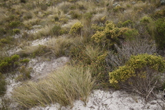 Hermannia concinnifolia