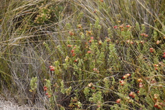 Hermannia concinnifolia