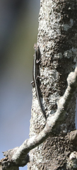 Cryptoblepharus pulcher