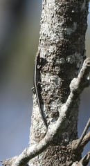 Cryptoblepharus pulcher