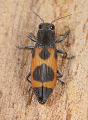 Nascioides parryi