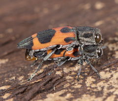 Nascioides parryi