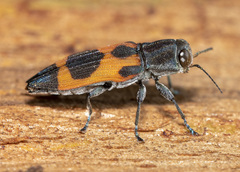 Nascioides parryi