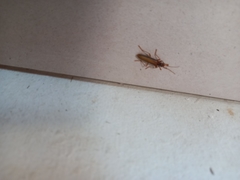 Thelyphassa lineata