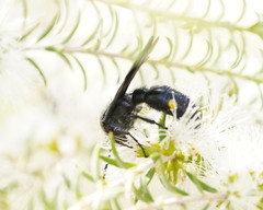 Laeviscolia frontalis