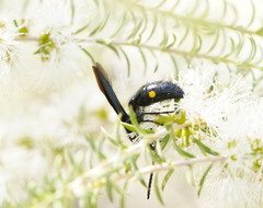 Laeviscolia frontalis