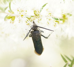 Laeviscolia frontalis