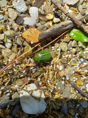 Stethaspis suturalis