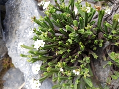 Veronica tetrasticha