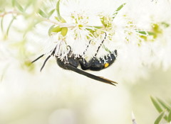 Laeviscolia frontalis