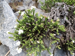Veronica tetrasticha