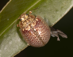 Paropsisterna decolorata