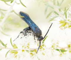 Laeviscolia frontalis