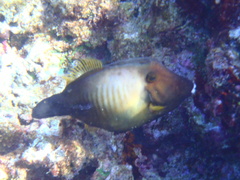 Amanses scopas