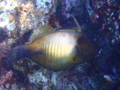 Amanses scopas