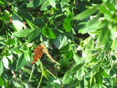Polygonia c-aureum lunulata