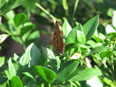 Polygonia c-aureum lunulata