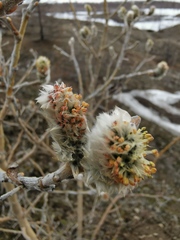 Salix alaxensis