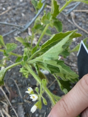 Solanum nitidibaccatum