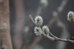 Salix alaxensis