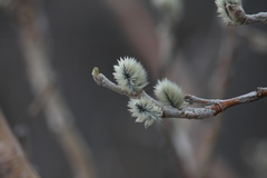 Salix alaxensis