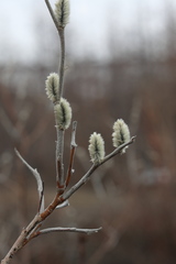 Salix alaxensis