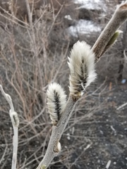 Salix alaxensis