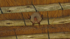 Macronycteris vittatus