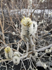 Salix alaxensis