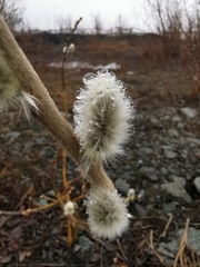 Salix alaxensis
