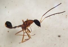 Diparidae