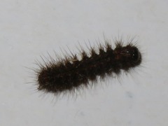 Eilema griseola