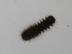 Eilema griseola