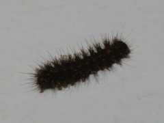 Eilema griseola