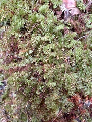 Hymenophyllum multifidum