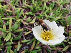 Andrena