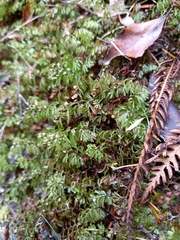 Hymenophyllum multifidum