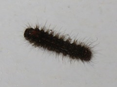 Eilema griseola
