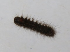 Eilema griseola