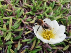 Andrena