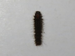 Eilema griseola